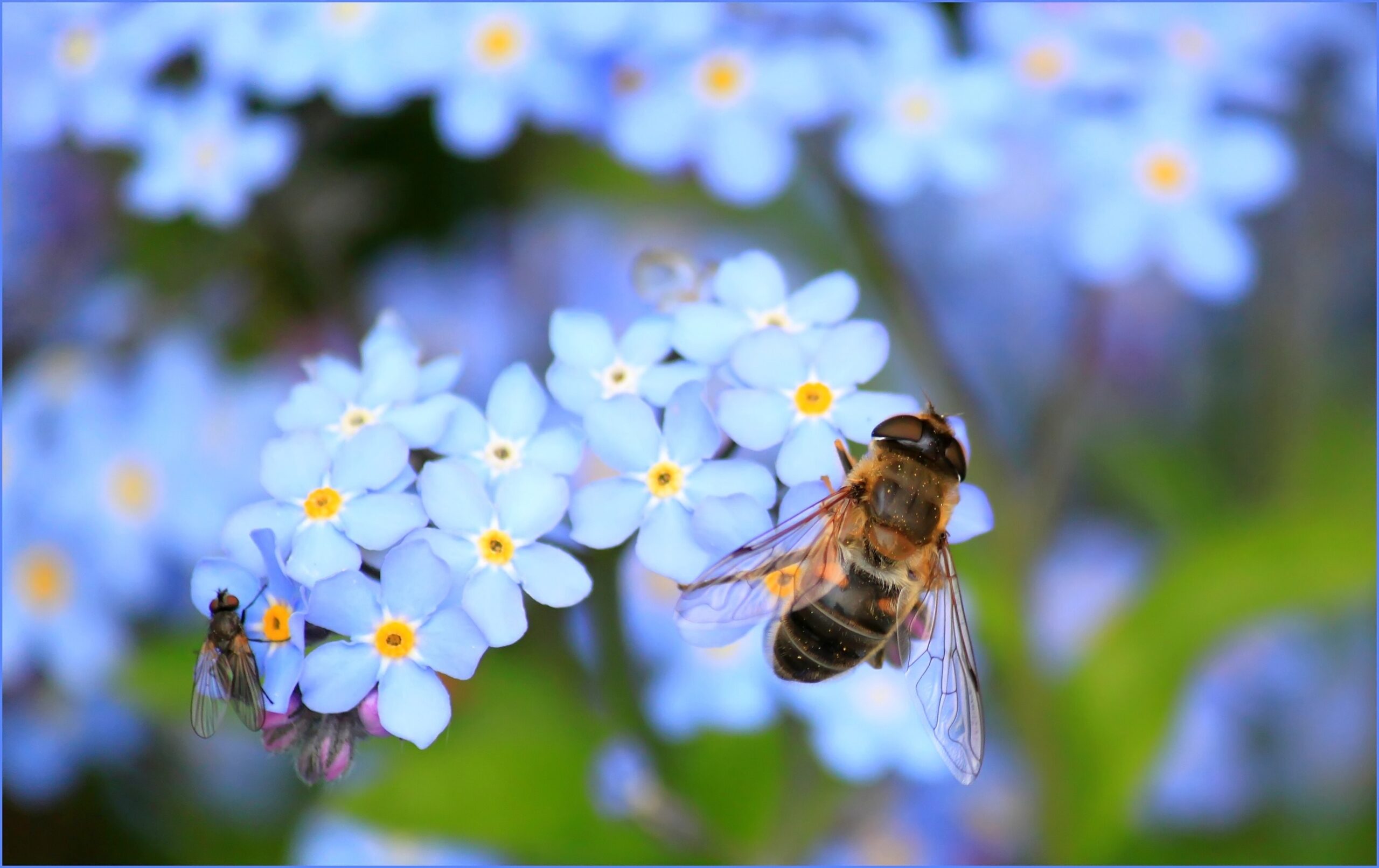 formule myosotis : une formule medium d'accompagnement postnatal